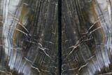 Tall, Petrified Wood Bookends - Oregon #85983-1